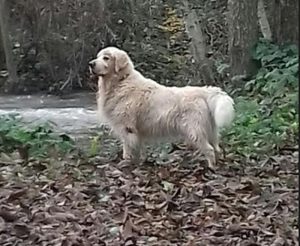 Chien perdu à Gourdon