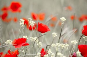 Le Coronavirus et les coquelicots