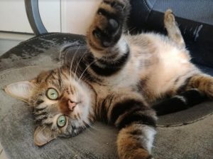 Chat perdu sur la commune de Montceau