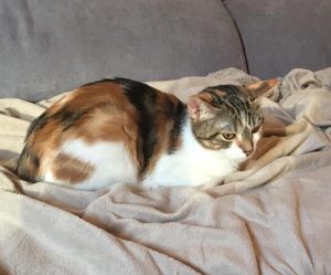 Chat perdu sur la commune de Saint-Vallier