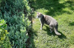 Chat trouvé à Sanvignes