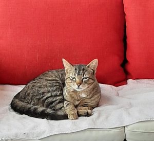 Chat trouvé à Montceau
