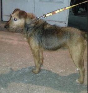Chien trouvé à Saint-Vallier