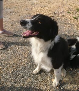 Chien trouvé à Saint-Vallier