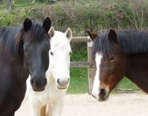 Fête du poney au centre équestre de Monthury