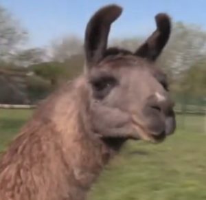 Montceau : Serres municipales et ferme animalière (voir la vidéo)