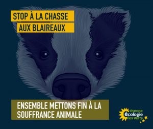 « Non à la cruauté : protégeons les blaireaux ces animaux persécutés ! » (Environnement)