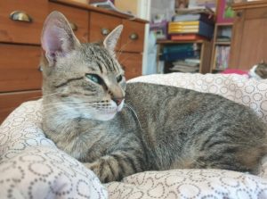 Chat perdu sur la commune de Montceau