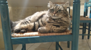 Chatte perdue aux Bois Perrault à Saint-Vallier