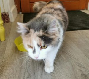 Chat trouvé à Montceau
