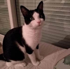 Chat perdu sur la commune de Montceau
