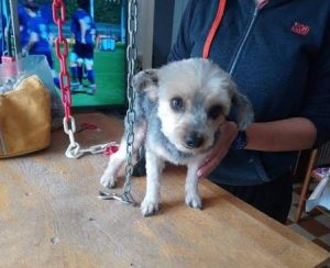 Chien perdu à Montceau