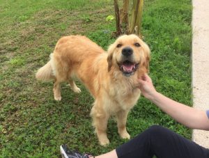 Chien trouvé à Sanvignes