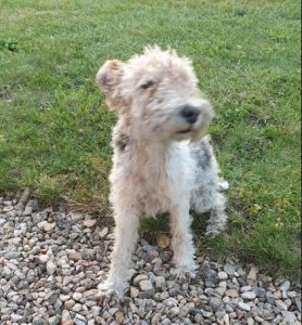 Chien trouvé à Saint-Vallier