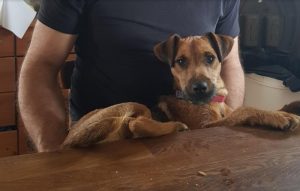 Chien perdu sur la commune desTorcy