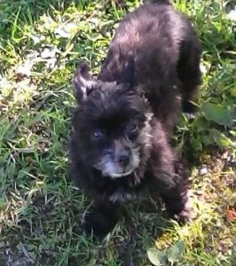 Chien perdu sur la commune des Mont-Saint-Vincent