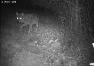 Protection des troupeaux contre la prédation par le loup en Saône-et-Loire
