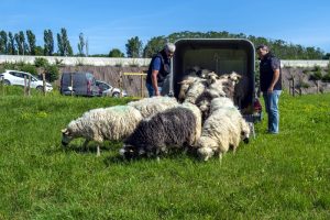 CD71_Des moutons remplacent les tondeuses dans le Chalonnais !