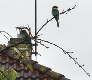 « Oiseaux rares »….