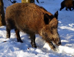 Chasse au grand gibier
