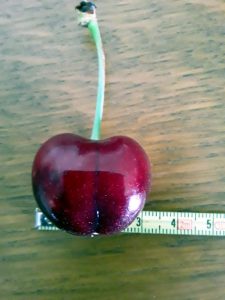 « Il y a cerises et cerises…. » (Blanzy)