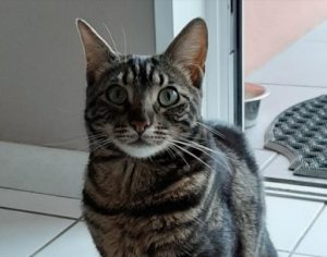 Chat trouvé à Montceau