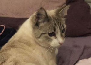 Chat perdu sur la commune de Sanvignes