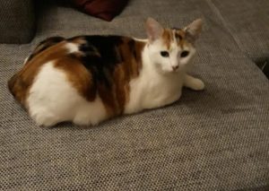 Chat perdu sur la commune de Blanzy