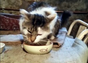 Chat « squatter »