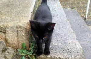 Chaton « errant » à Sanvignes