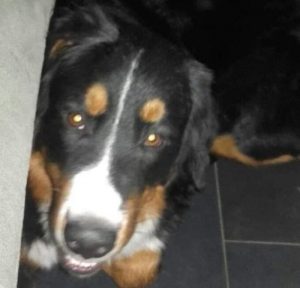 Actualisé – Chien perdu à Saint-Vallier