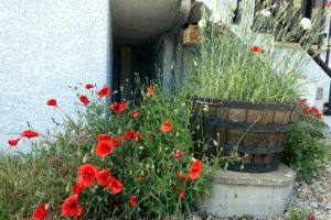 Les Coquelicots vont « refleurir » à Blanzy (Environnement)