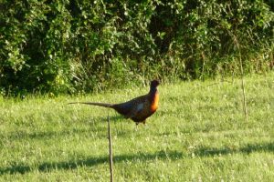 Que la nature est belle….