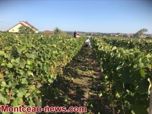 Lutte contre la flavescence dorée de la vigne