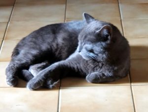 « Moumoune » a disparu à Saint-Vallier
