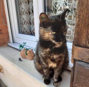 Chat perdu sur la commune de Montceau