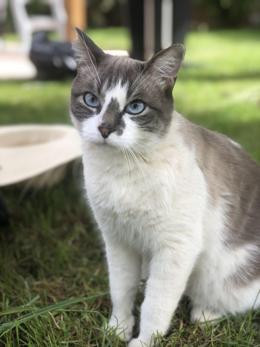 Chat Perdu Sur La Commune De Montceau Montceau News L Information De Montceau Les Mines Et Sa Region