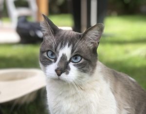 Chat perdu sur la commune de Montceau