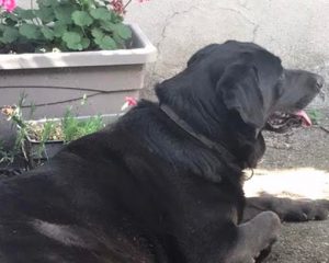Chien trouvé