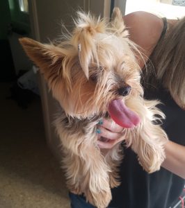 Chien trouvé à Sanvignes