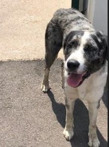 Chien trouvé dans la forêt du Plessis