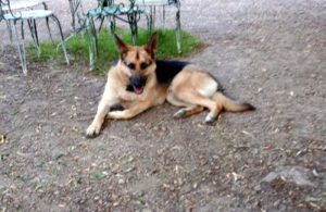 « Narko » a disparu