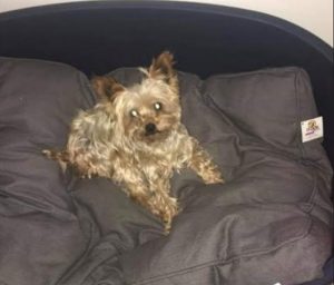 Chien perdu à Blanzy