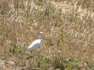 « Oiseau rare »