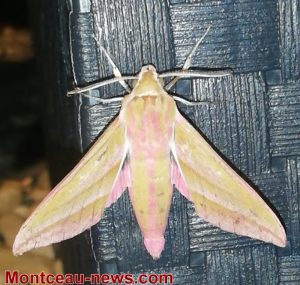 Papillon Sphinx des vignes