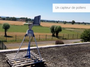 Les pollens d&rsquo;ambroisie  sour surveillance en Bourgogne-Franche-Comté (Environnement)