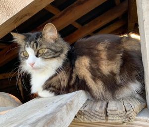 Chat perdu sur la commune de Sanvignes