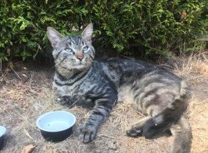 Chat trouvé à Saint-Vallier