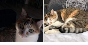 Chatte disparue à Montceau