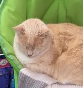 Chat perdu sur la commune de Saint-Vallier